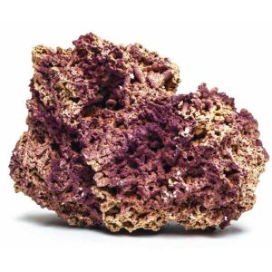 ROCA JURASSIC REEF